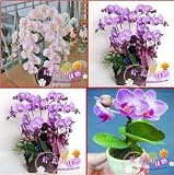 semillas orquideas siembra Por lo general toma alrededor de 1-4 semanas para entregar después del tema ha sido enviado. Por favor, comprobar el tiempo de entrega antes de hacer la compra (s).