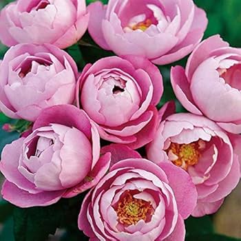 咲謡竜フルーブルム　3枚セット 小輪八重咲きペチュニア リトルホリデー ダブルブルーアイス 3.5