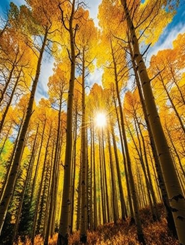 DIY 5D Diamond Art Kits Painting for Adults Aspen Tree Populus tremula The Fall Willard Clay Nature Landscape(2) for Home Wall Decor 11.7x15.8inches/30x40cm