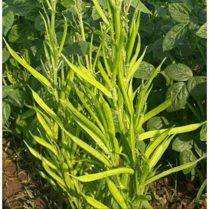 Guar Phali F1 Hybrid, Cluster Beans - Vegetable Seeds - Pack Of 50 (B0CKRRYHS2) Amazon Price History, Amazon Price Tracker