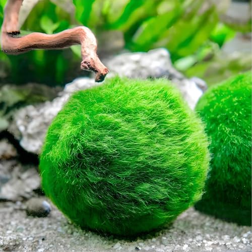 Marimo (2-3 cm) - Alga Palla Cladophora Aegagropila Muschio con Certificazione, Decorazione Naturale per Acquari, Terrari e Bomboniere - Spedizione sigillata 100% umidità (3 pezzi)