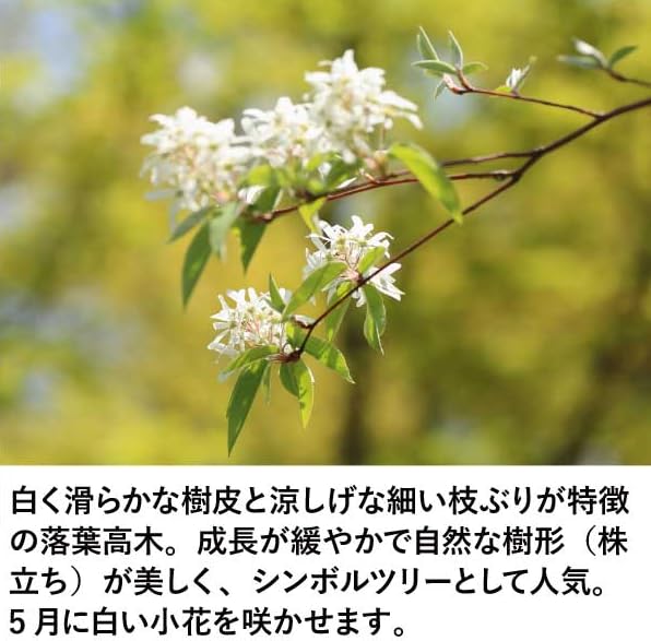 Amazon.co.jp: アオダモ 根巻き苗 株立ち 樹高約1.4-1.6m 庭木 苗木