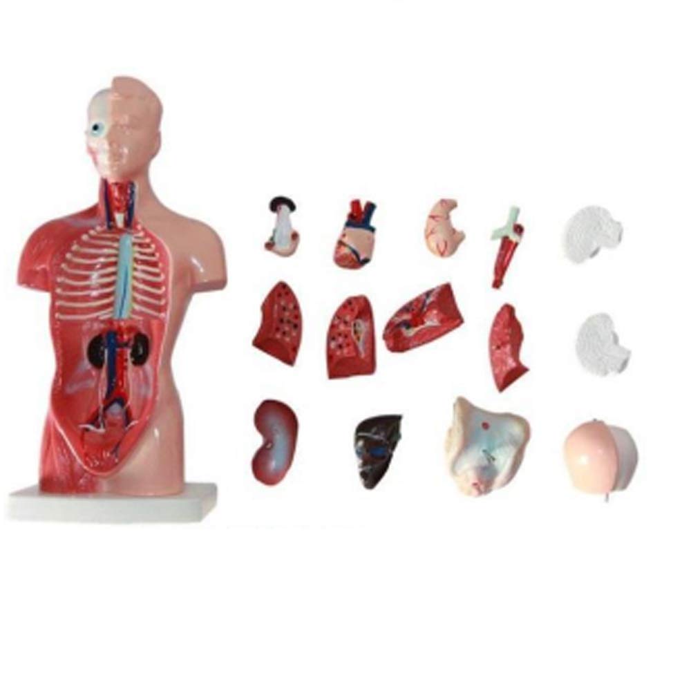 Buy Anatomical Model Torso Model 15 Parts,Children Human Body Model