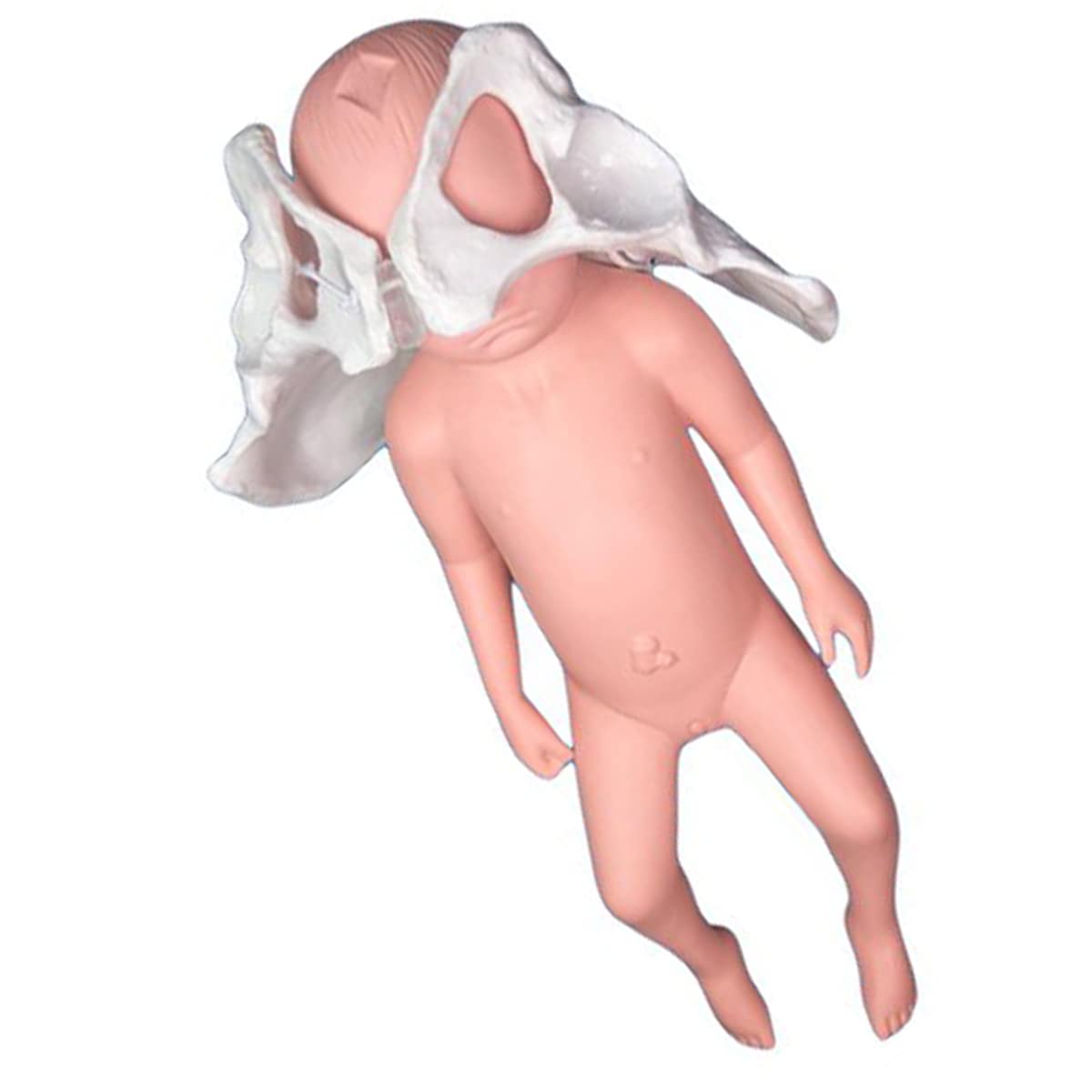Flexibles Beckenmodell zur Geburt – Modell zur Geburt – mit Fontanelle, Baby- und Becken-Symphysis, bewegliche Sakroiliakgelenke (weiblich)