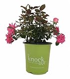 Star Roses Knockout Series 18959 Rose Series Knockout, 19cm, Double Pink Knock Out