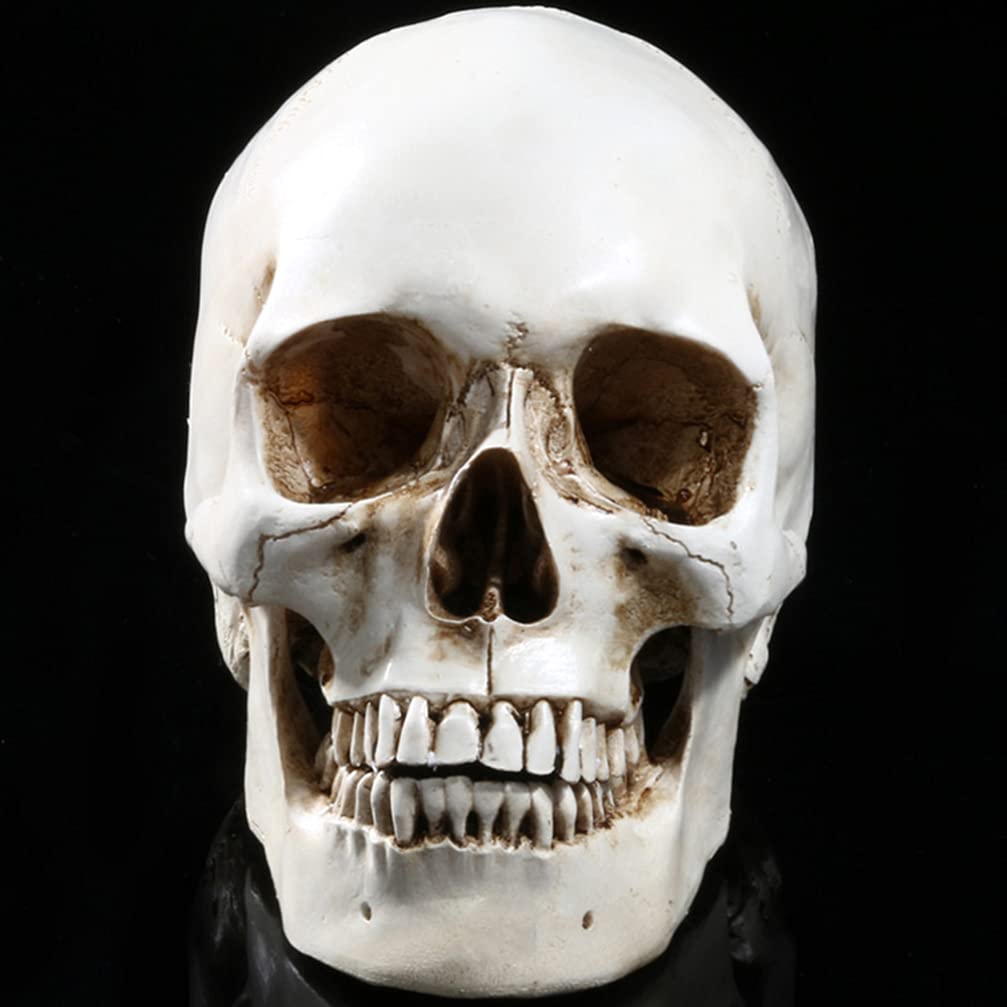 Halloween-Lebensgröße, menschlicher Schädel-Modell- , 1:1 aussehende Totenköpfe, Skelettkopf für Halloween, Bar, Zuhause, Tischdekoration