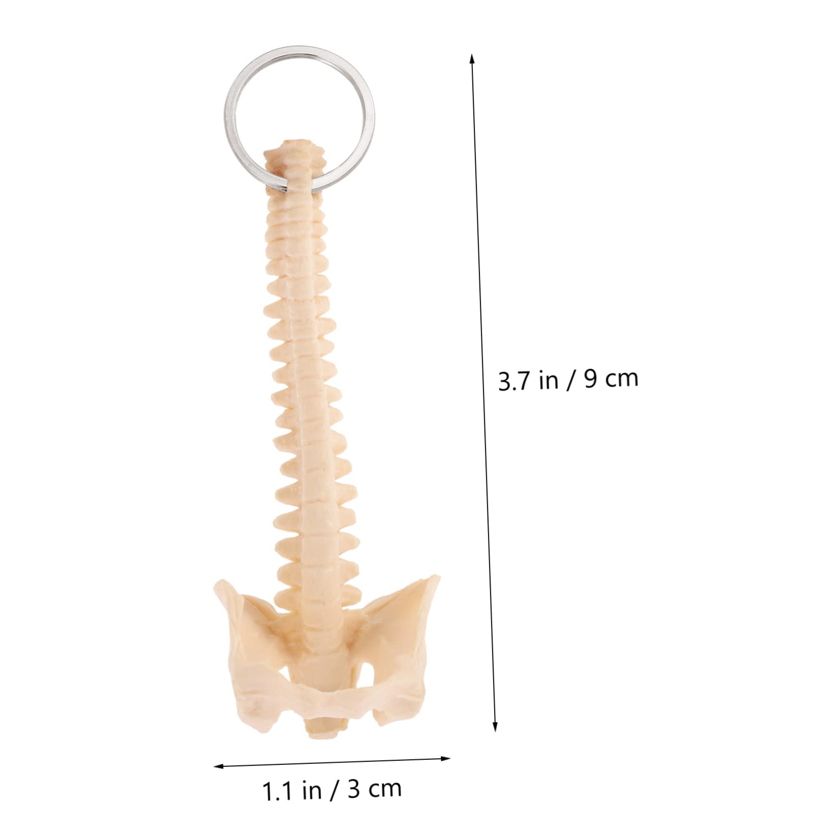 iplusmile 3pcs Human Spine Model Novelty Keychain Keychain Spine Keyring Spine Ring Plastic Pendant Keychain Model Ring Cars Toy Puzzle Decorate Child Pvc