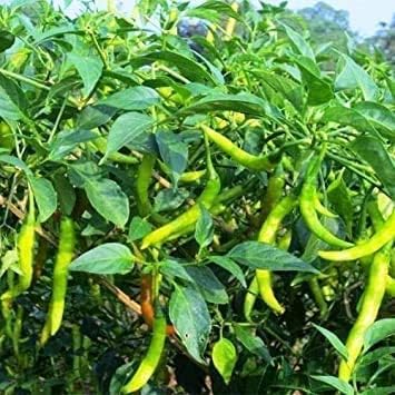 Image of Green Chilli Live Plant with Pot | Spicy Mirchi Vegetable Plant for Kitchen Garden | Fast Growing Chilli Pepper Plant for Balcony, Terrace & Outdoor Gardening | Pack of 1