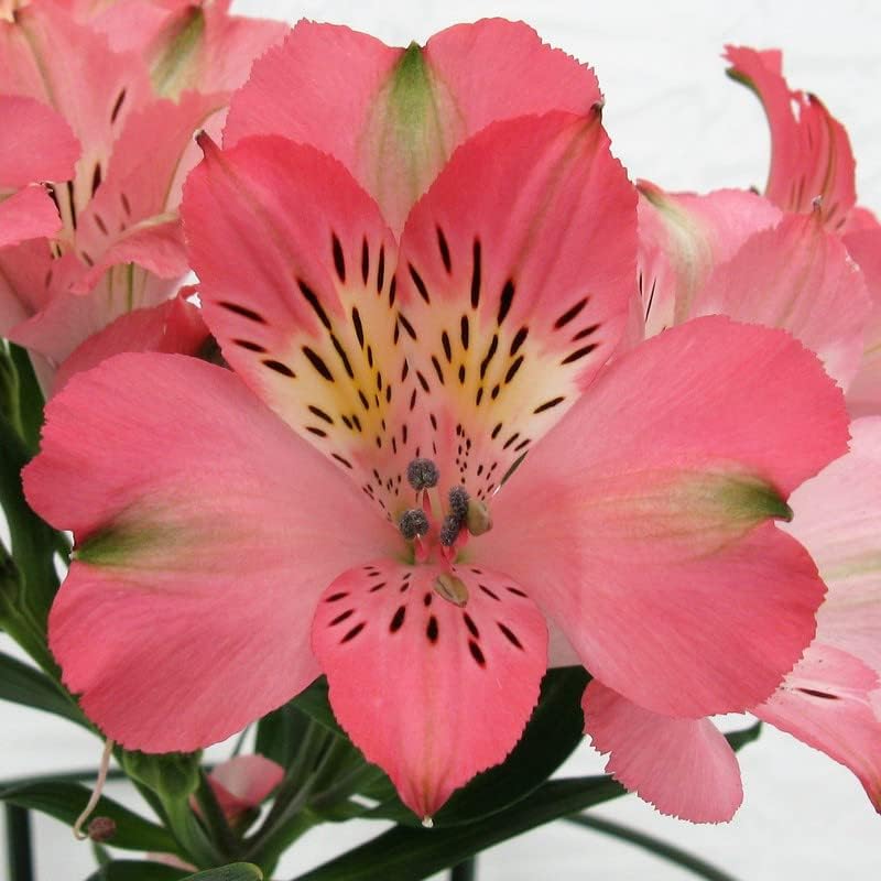 FernsFly® Imported Alstroemeria Peruvian Lily Perennial Aromatic Summer Flower Tuberou Bulbs for Home Pot Land Gardening Blooming Planting (Pack of 5 Coral Alstroemeria)