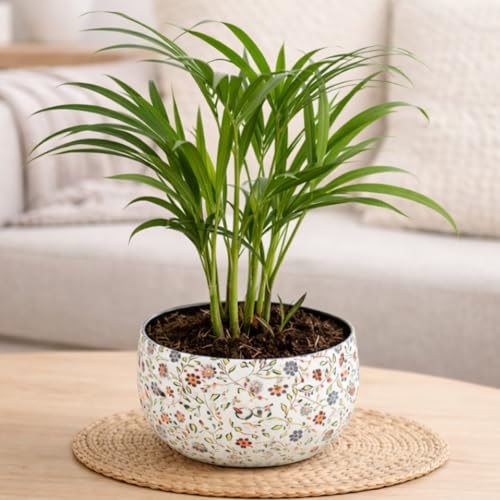 Image of Amulya Farms Indoor Plants for Home | Areca Palm Plant In Premium Floral Print Metal Pot | Air Purifying Plants For Home | Live Plants with Pots For Living Room and Office Decoration