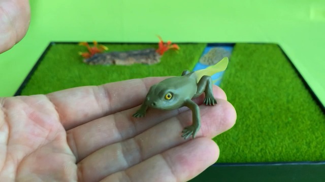 Amazon.com: Gemini&Genius Life Cycle of Frog Figurines, Bulk