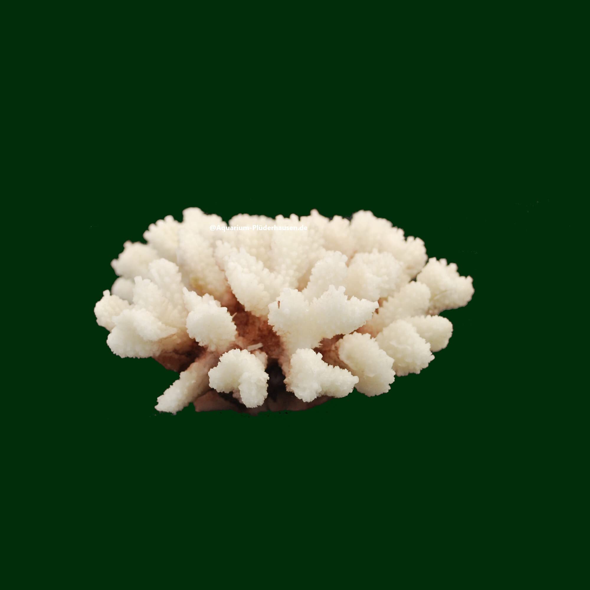 Steinkoralle, 21x15x8 cm, SPS, Meerwasseraquarium Korallen, Acropora Nachbildung