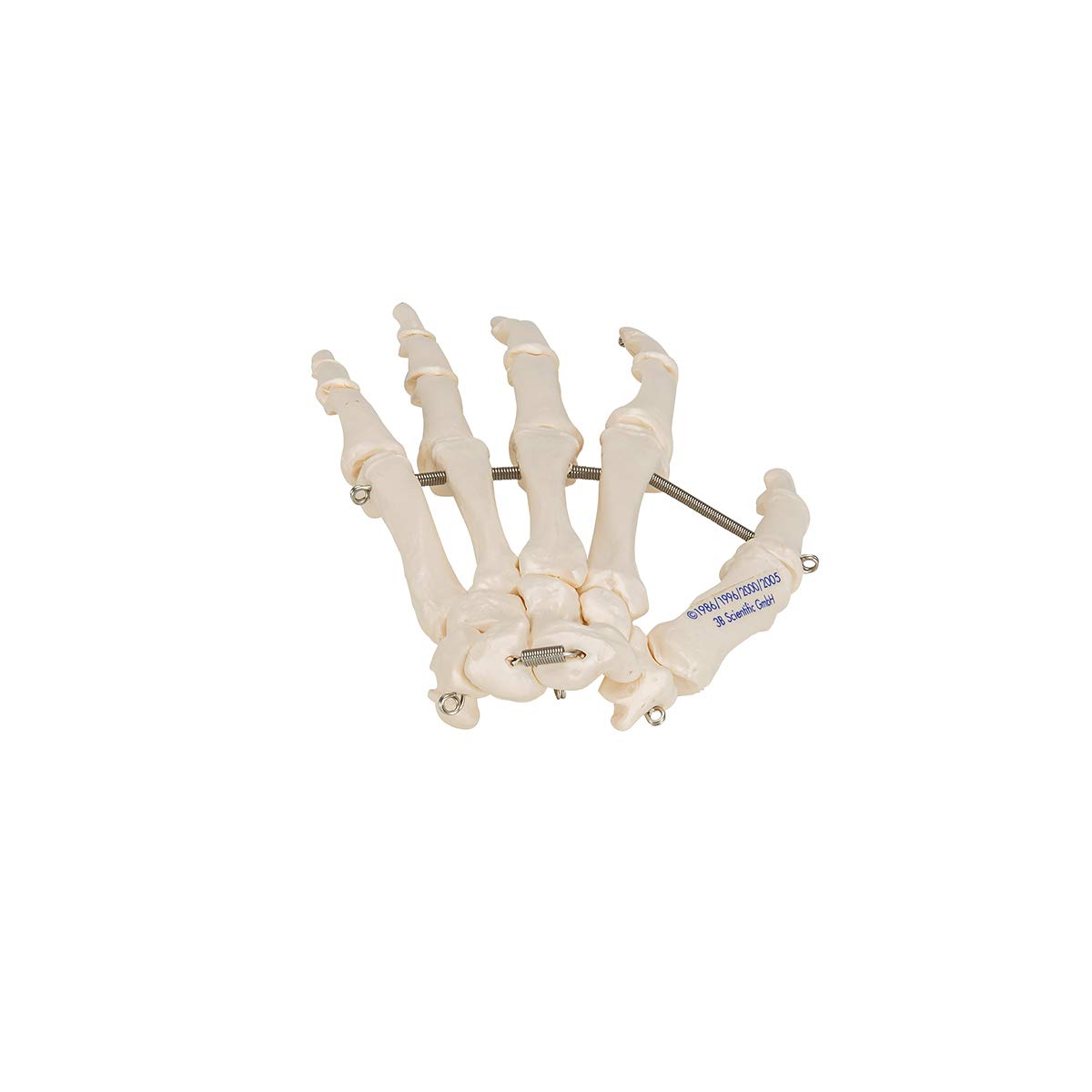 3B Scientific A40/L, A40/R Scheletro della Mano su Filo Metallico + software gratuito di anatomia - 3B Smart Anatomy