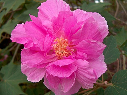 5 semillas de la CONFEDERATE Hibisco ROSA HIBISCUS Semillas
