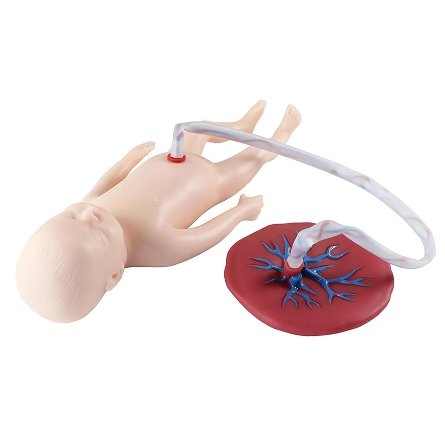 Neonatal Umbilical Cord Placenta Model Baby Manikin with Umbilical Cord and Placenta, for Obstetrics and Gynecology Teaching Tool