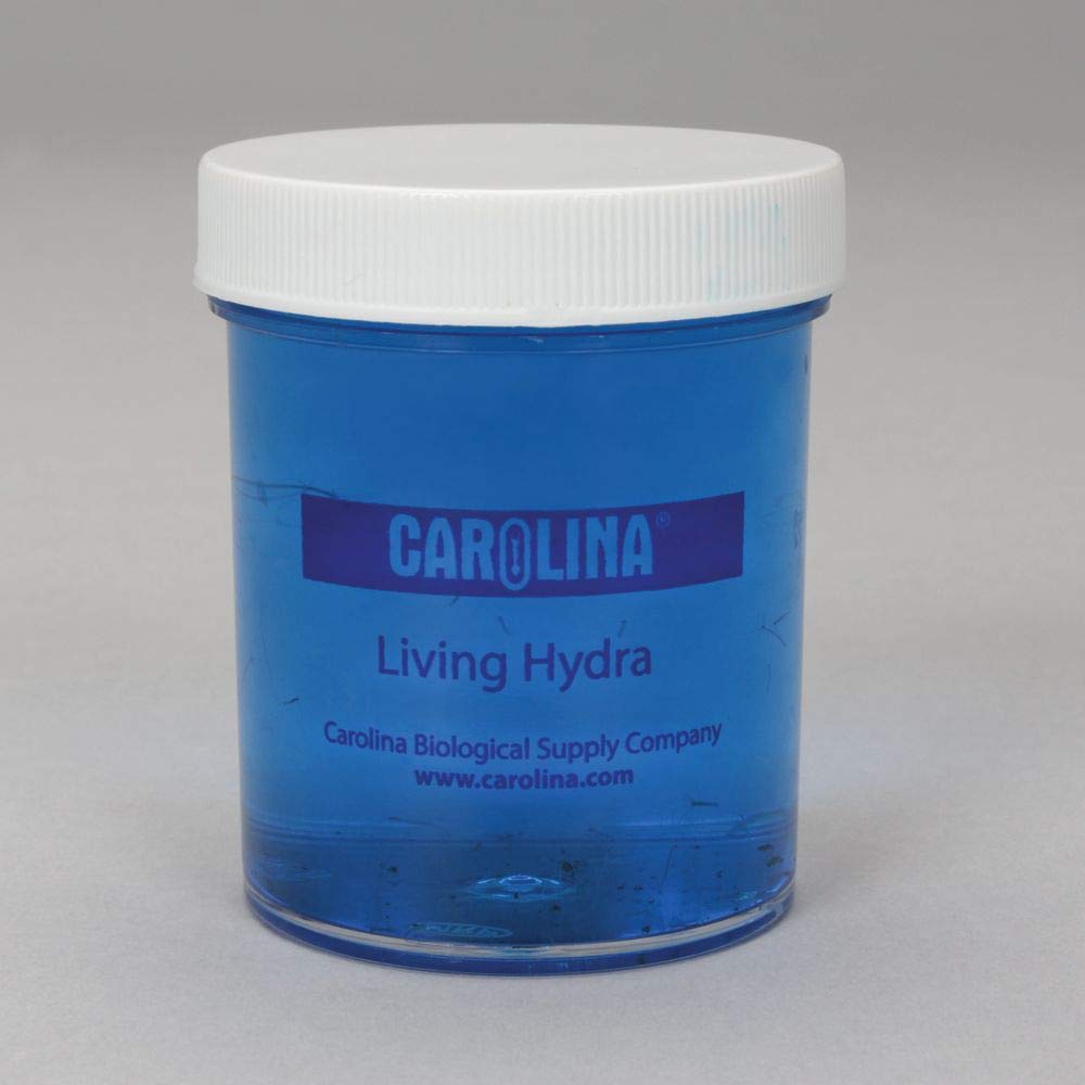 Hydra, Living Culture, Vitachrome, Study Internal Strucutre And Photomicrography