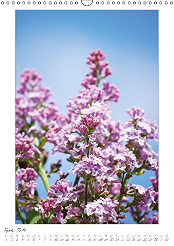 Blumengarten (Wandkalender 2017 DIN A3 hoch): Fotografien von wunderschönen Blumen und Blüten. (Monatskalender, 14 Seiten) (CALVENDO Natur) [Apr 09, ... Angela und DESIGN Photo + PhotoArt, AD