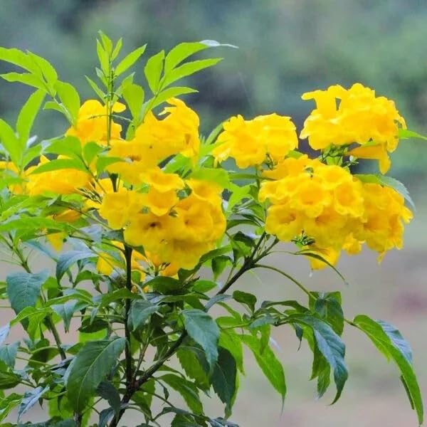 Image of Tecoma Live Yellow Bell Plant with Pot | Vibrant Flowering Shrub for Home Garden & Balcony | Fast Growing Golden Trumpet Live Plant | Sun-Loving Outdoor Flowering Plant - Pack of 1