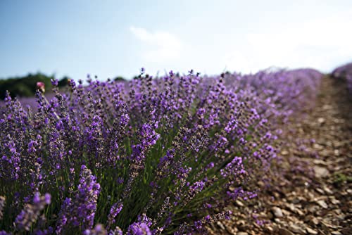 L'occitane Lavender Shower Gel 8.40 Fl. Oz #TOP2