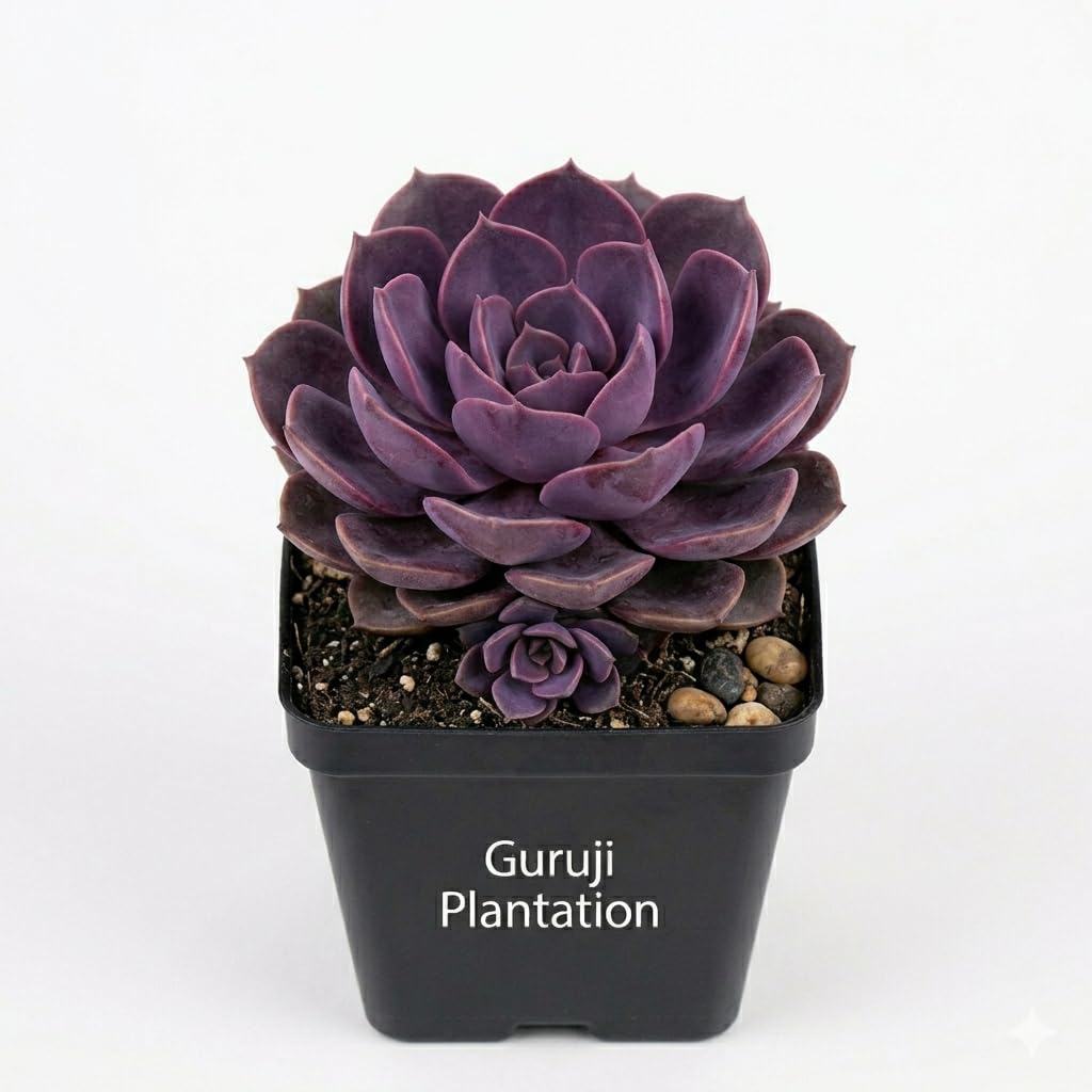 Guruji Plantation Echeveria Purple (Echeveria Succulent) Indoor Succulent Decorative Easy Care Live Plant for Home Pack of 1-image-46