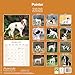 Pointer 2026 Calendar | Square Wall Calendar | Dog Breed Gift | Plastic Free Packaging | by Avonside Publishing