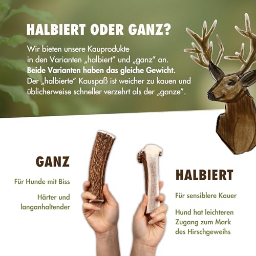 FOURLEGS® natürlicher Kausnack für Hunde aus 100% Hirschgeweih - Mineralstoffe, Kauspielzeug, Kaustange, Wildgeschmack, Geweih, Knochen, Hirsch, Kauartikel - Größe M ganz
