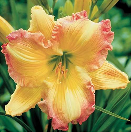 Zcbang Rare Varieties Daylily Hybrid Flowers Seeds Hemerocallis Seeds Mixed Color 100Pcs #TOP3