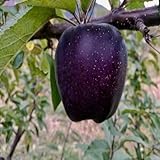 40 semillas de manzana negras