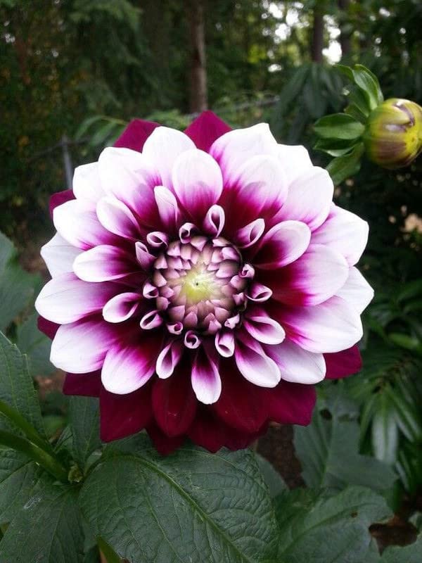 Radha Krishna Agriculture® Imported Dahlia Flower Bulbs Maroon with white centre | Fragrant Flowers Planting Bulb For all season Outdoor And Indoor Gardening Pack of 4 (B0BTPVH3FW) Amazon Price History, Amazon Price Tracker