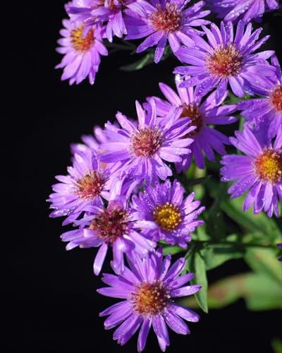 Perennial Farm Aster D. 'Wood's Purple' – Live Perennial in #1 Container, Pale Violet Daisy-Like Blooms, Compact & Hardy, Pollinator Friendly, Long Blooming, Great for Borders & Fall Gardens