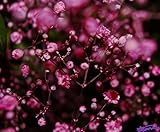Babys Breath, Deep Pink Carmine Red Annual Baby's Breath, 810 Seeds! Groco