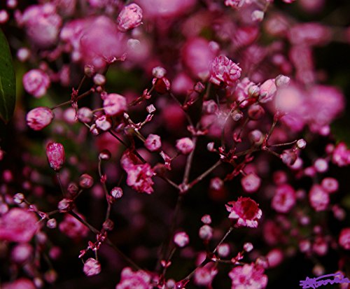 Babys Breath, Deep Pink Carmine Red Annual Baby's Breath, 810 Seeds! Groco