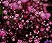 Babys Breath, Deep Pink Carmine Red Annual Baby's Breath, 810 Seeds! Groco