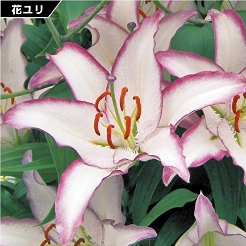 Amazon.co.jp: 花ユリ オリエンタルリリー 球根 オレンジエンペラー 4