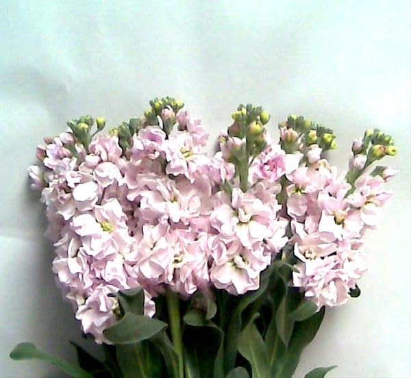 Growzid Stock Flower Seeds for Terrace Balcony Gardening Home Garden Plant Summer Flower Seeds for Planting Stock Light Pink (Pack Of 50 Seeds) (B0CP7NQ79J) Amazon Price History, Amazon Price Tracker