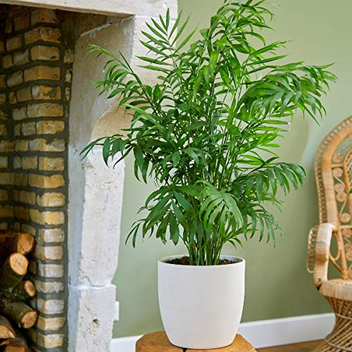 Plant Theory 30cm Parlour Palm Indoor Houseplant Chamaedorea Elegans 12cm Pot