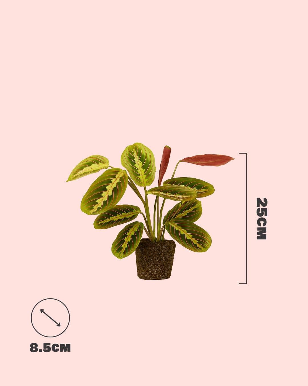 PUR PLANT Maranta Leuconeura Tricolor | Planta Natural De Interior Pet Friendly y Purificadora | Hojas Verdes Con Nervaduras Rosas y Reverso Rosado | Tropical, Elegante y Viva | Maceta De Ø8,5 cm — view 6