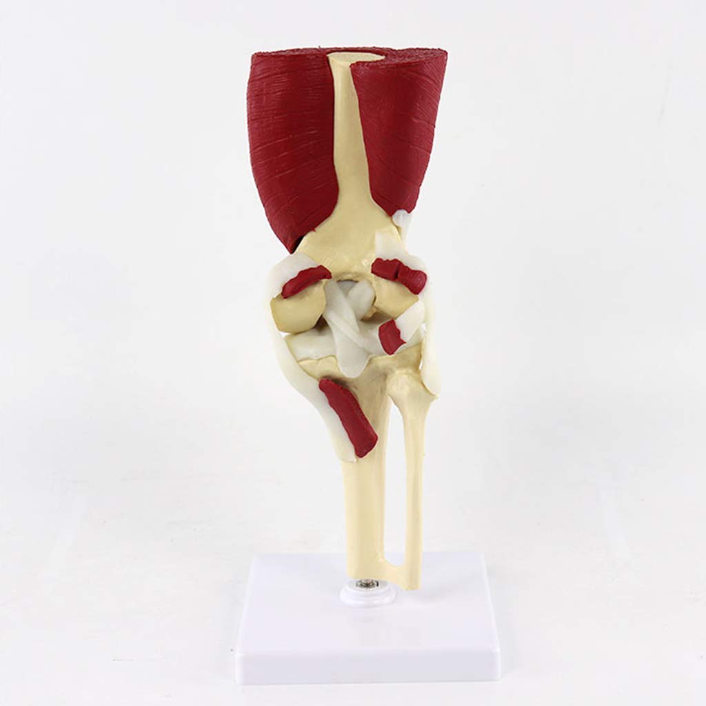 Model anatomiczny stawu kolanowego człowieka - materiał PVC Umięśniony model anatomiczny stawu kolanowego Model kości nogi człowieka - do materiałów medycznych Pomoc dydaktyczna do celów medycznych