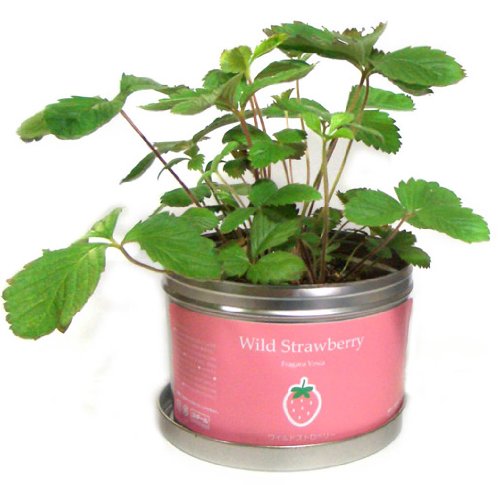 ナガクラ リトルガーデン・プロ ワイルドストロベリー LGP-09 3枚目