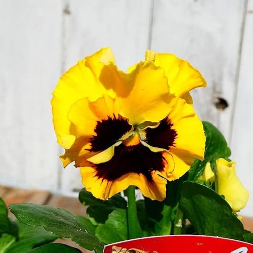 パンジー 苗 フリルパンジー 絵になるスミレ ソレイユ 黄色 3.5号 花壇苗 冬の花苗 春の花苗 250123のサムネイル