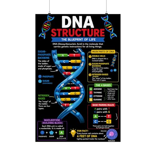 DNA Structure Poster Biology Classroom Wall Art Genetics Diagram