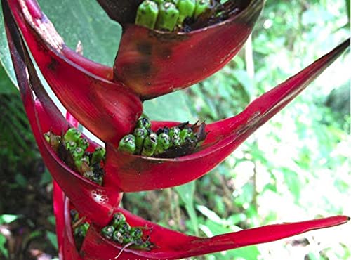  50 Stück süße gelbe Traube Tomaten Gemüsesamen: Package Contains Seeds