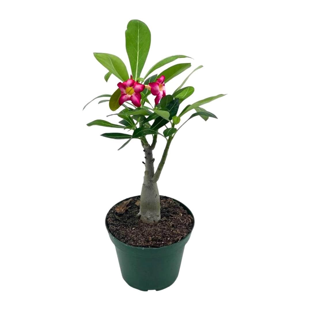 Amazon.com: BubbleBlooms: Desert Roses