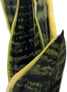 9GreenBox Superba Robusta Snake Plant - Sanseveria - Impossible to Kill! - 4" Pot