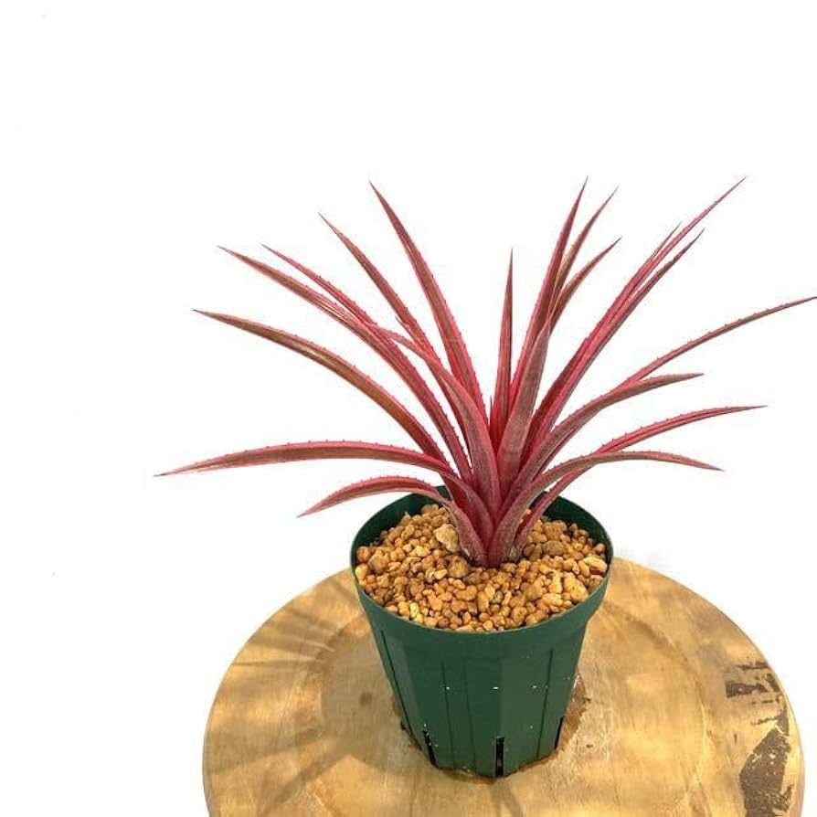 激レア　イルメリア・フォン・ラインウェバー アクリルカラビナ 非売品 AZONE INTERNATIONAL::Lilia::商品詳細