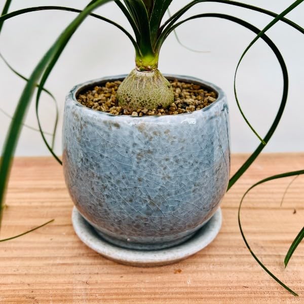 Amazon｜おしゃれ 観葉植物：ポニーテール トックリラン*ノリナ 鉢植え