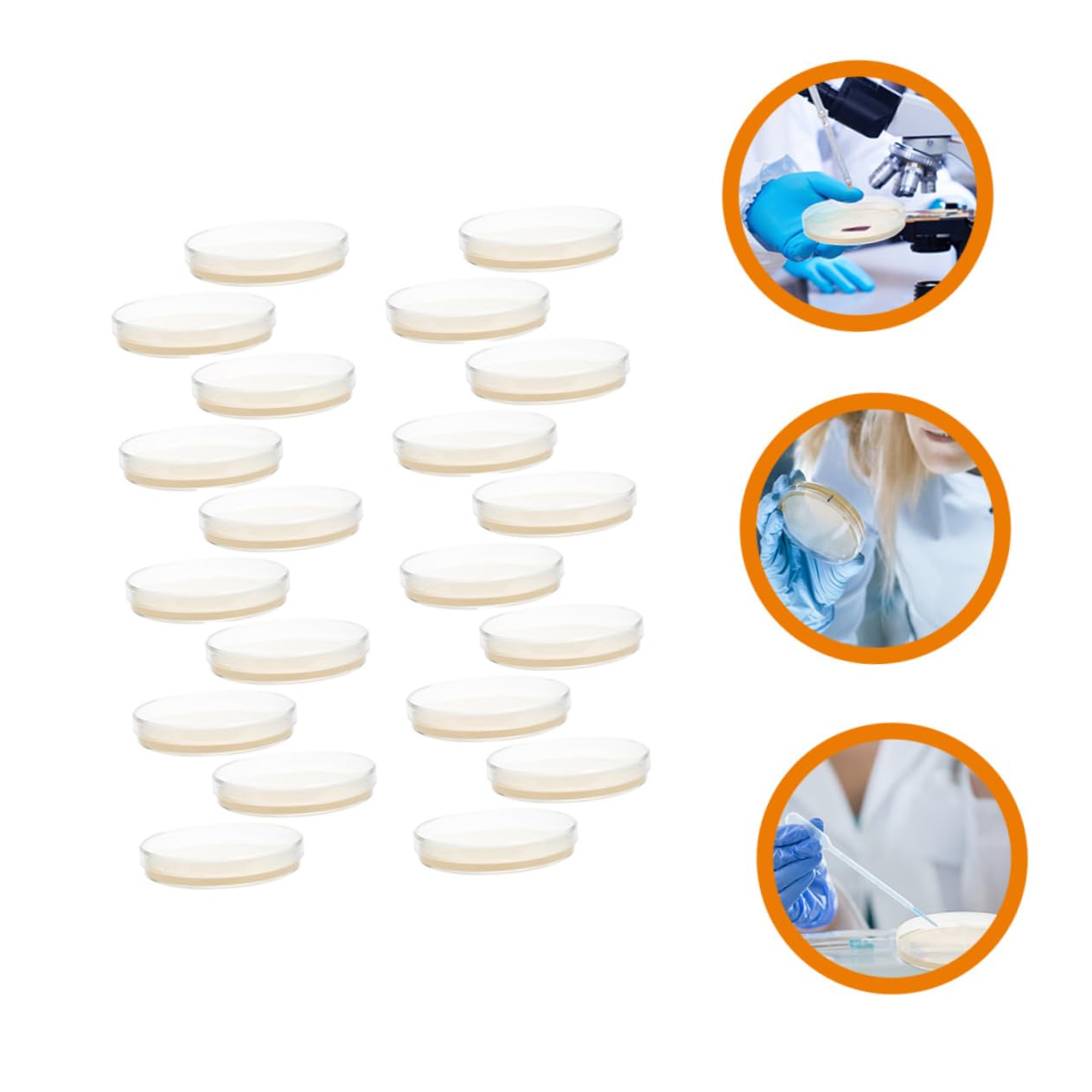 Piastre di Petri con Agar Nutriente 20 Pezzi, Piastre