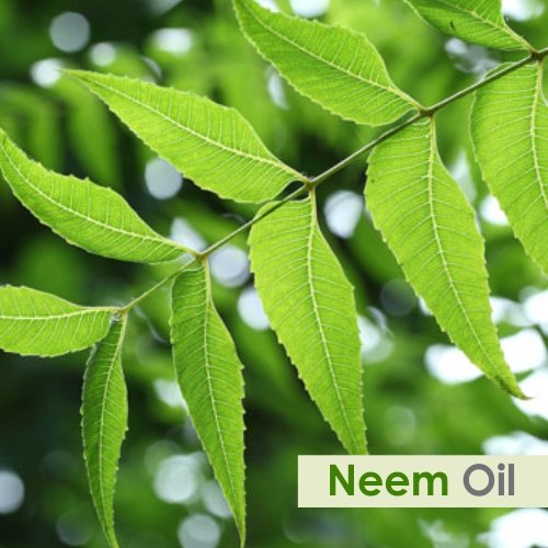 Image of B-URBAN 100% Natural Pure Undiluted Uncut Essential Oil (Neem, 100ml)