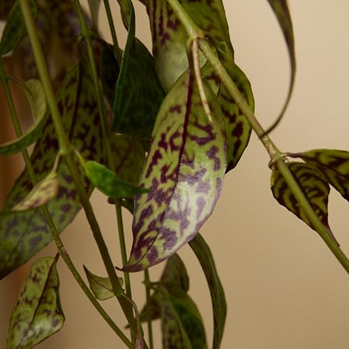 Plante d'intérieur Bloomique pour purifier l'air sans risque animaux - 8