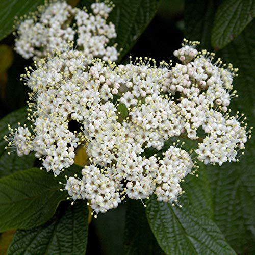 Hochstamm Immergrüner Zungen Schneeball 80-100cm - Viburnum rhytidophyllum